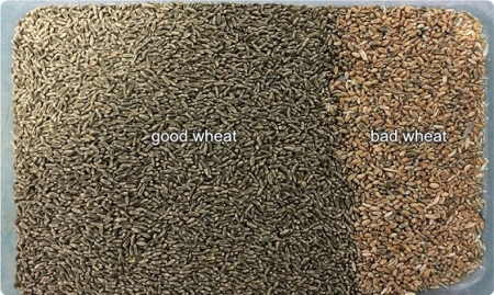 Wheat Color Sorter 